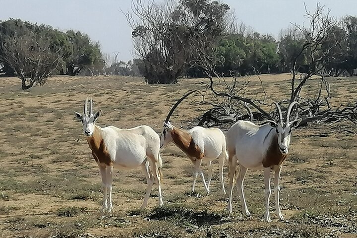 Tour to National Park in the South of Agadir - Image 5