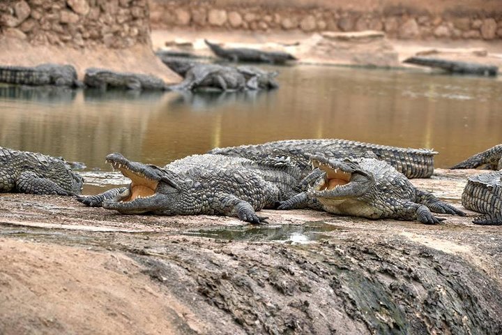 Visite the Crocodiles Park and Botanic garden - Image 1