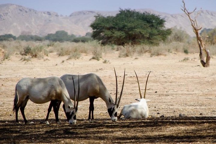 Wild life exploration - Image 4