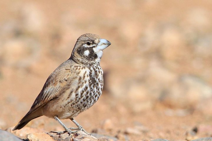Wild life exploration - Image 1