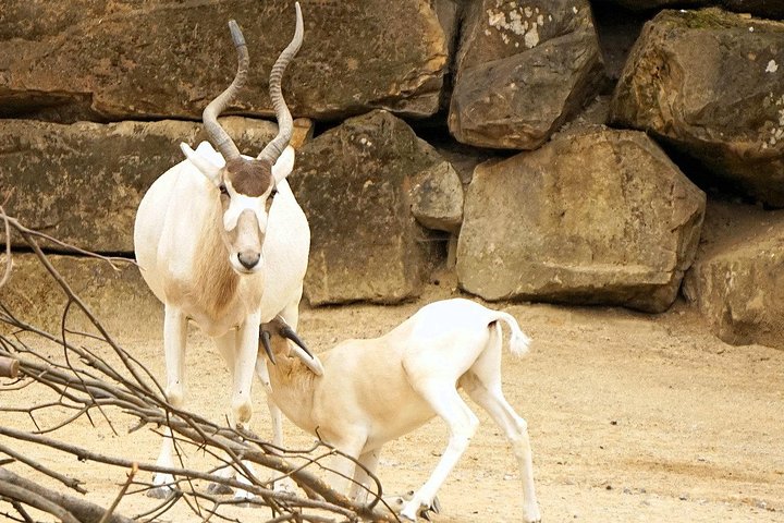 Wild life exploration - Image 3