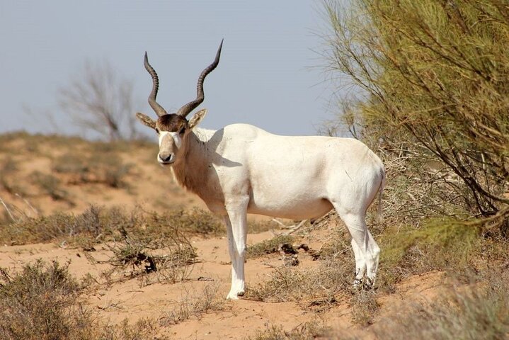 Wild National Park & Sahara Desert including Couscous & Tajine - Image 3