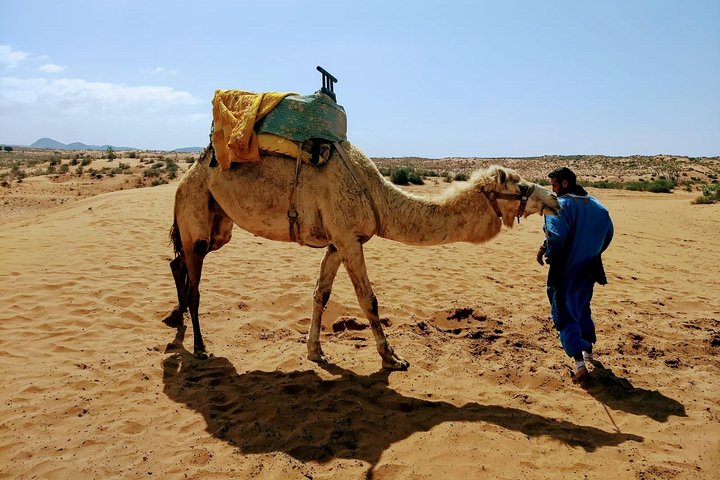 Wild National Park & Sahara Desert including Couscous & Tajine - Image 5