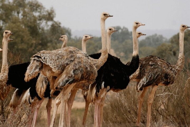 Wild National Park & Sahara Desert including Couscous & Tajine - Image 4
