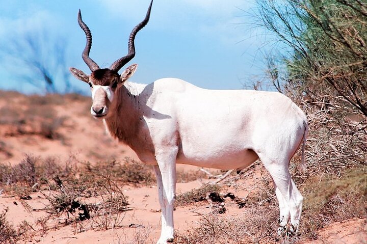 Wildlife tour from Agadir & Taghazout (Massa National Park) - Image 1