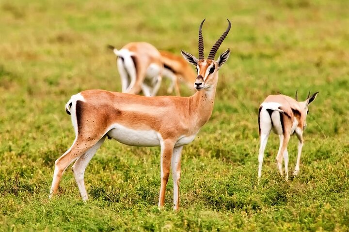 Wildlife tour from Agadir & Taghazout (Massa National Park) - Image 2
