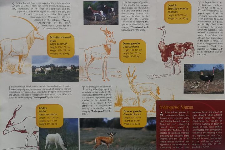 Wildlife tour from Agadir & Taghazout (Massa National Park) - Image 4