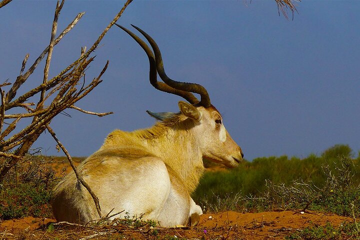Wildlife tour from Agadir & Taghazout (Massa National Park) - Image 5
