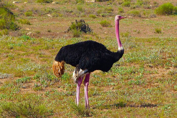 Wildlife tour from Agadir & Taghazout (Massa National Park) - Image 3