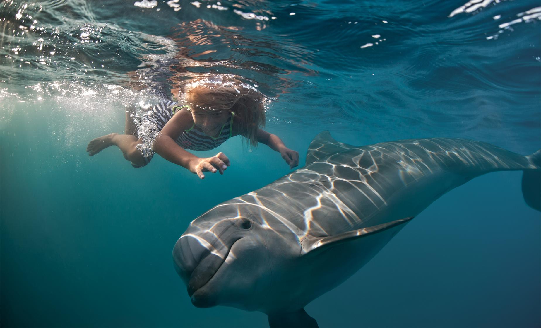 Akaroa Harbor Swim with Dolphins - Image 1