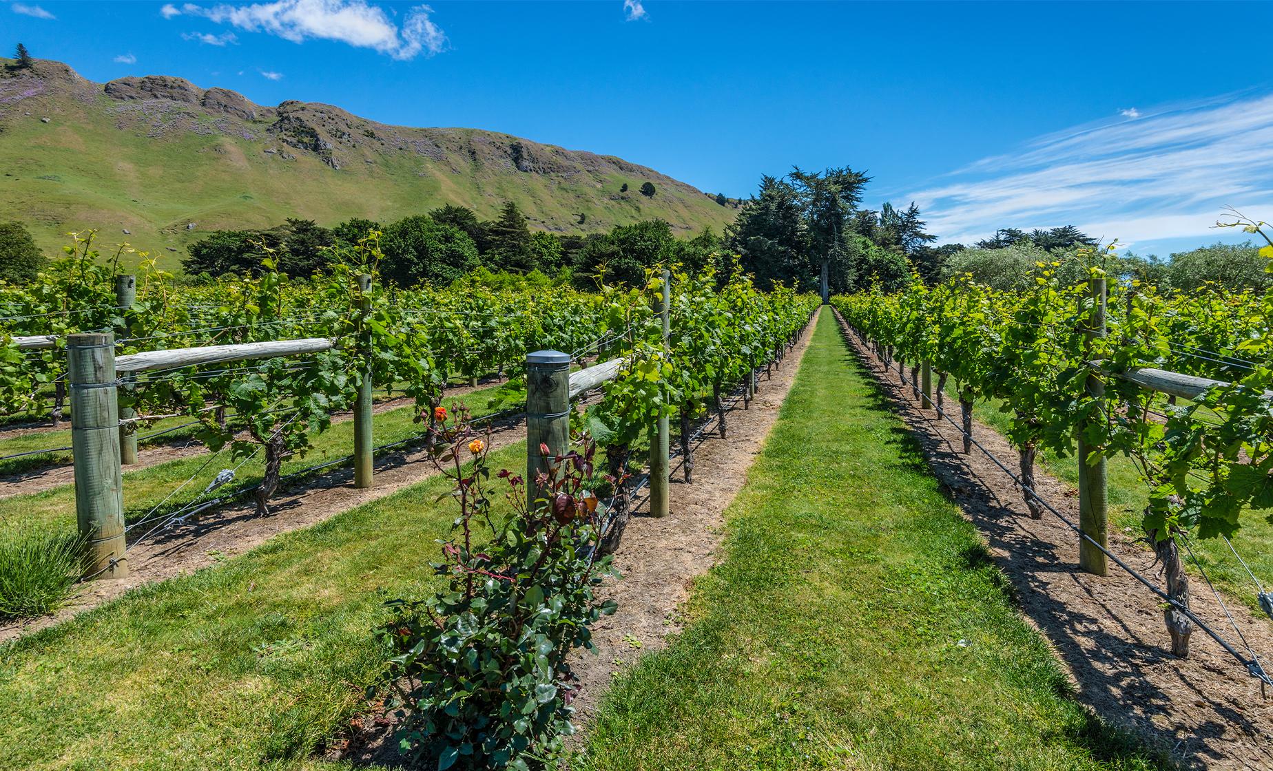 New Zealand Wine Tour - Image 1