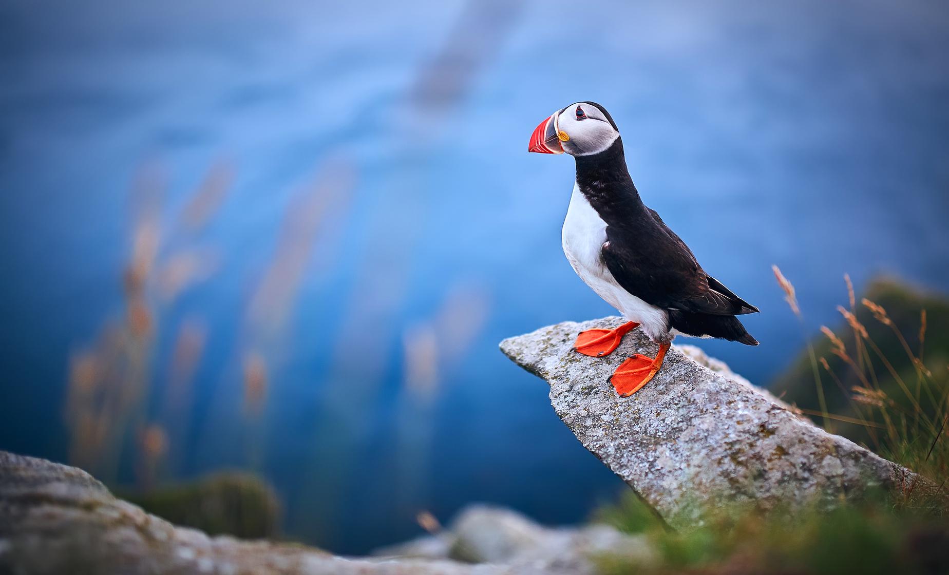 Private Full Day Alesund Runde Island with Puffin Watching - Image 1