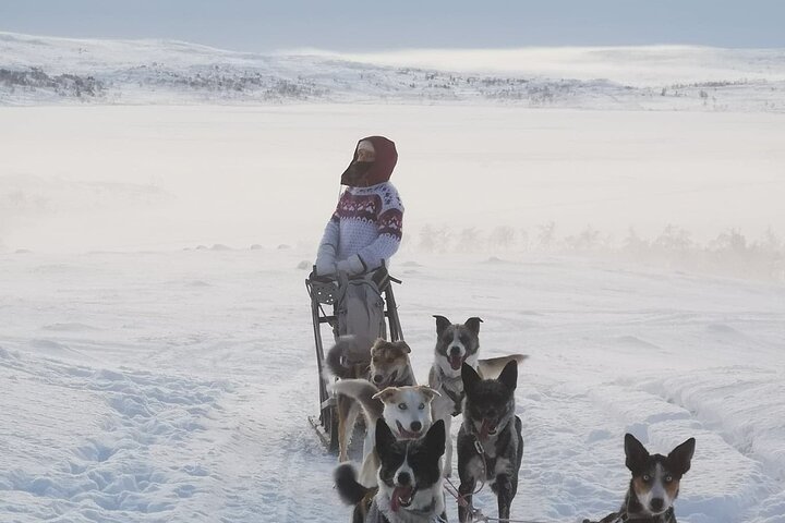 2 Day Overnight Cabin at the Kennel with Dog Sledding in Alta - Image 1