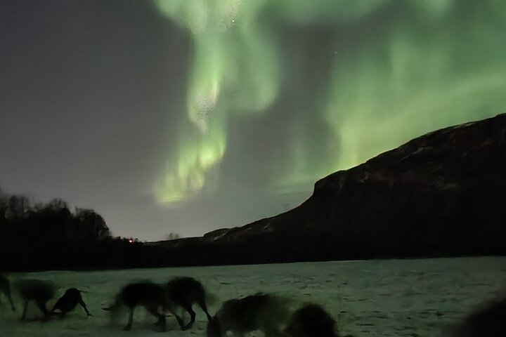 2 Day Overnight Cabin at the Kennel with Dog Sledding in Alta - Image 4