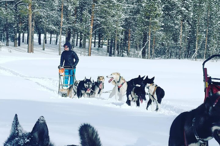 2 Day Overnight Cabin at the Kennel with Dog Sledding in Alta - Image 2