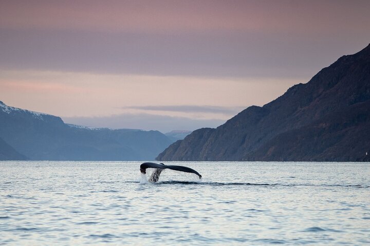 Fjord and Whale Safari Tour - Image 1
