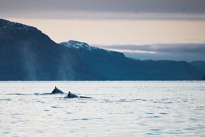 Fjord and Whale Safari Tour - Image 4