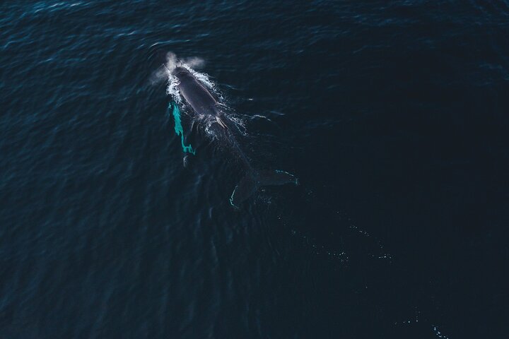Fjord and Whale Safari Tour - Image 5