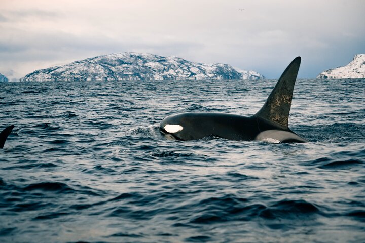 Fjord and Whale Safari Tour - Image 2