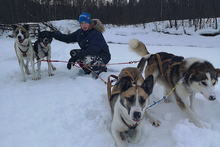 Sled trip with husky in the alta valley - Image 4