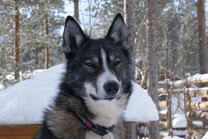 Sled trip with husky in the alta valley - Image 1