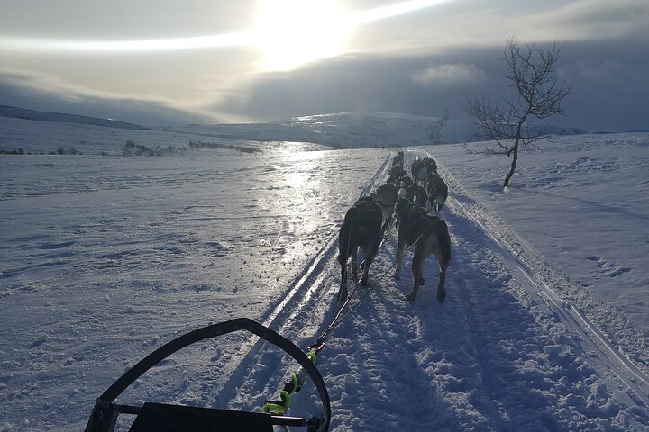 Sled trip with husky in the alta valley - Image 2