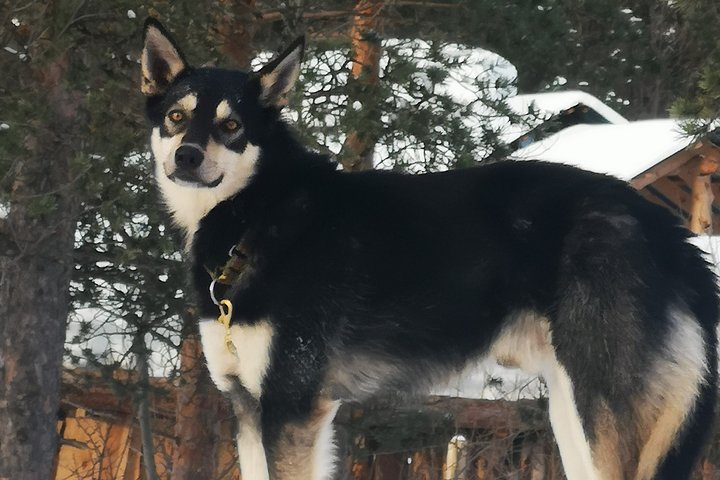 Sled trip with husky in the alta valley - Image 5