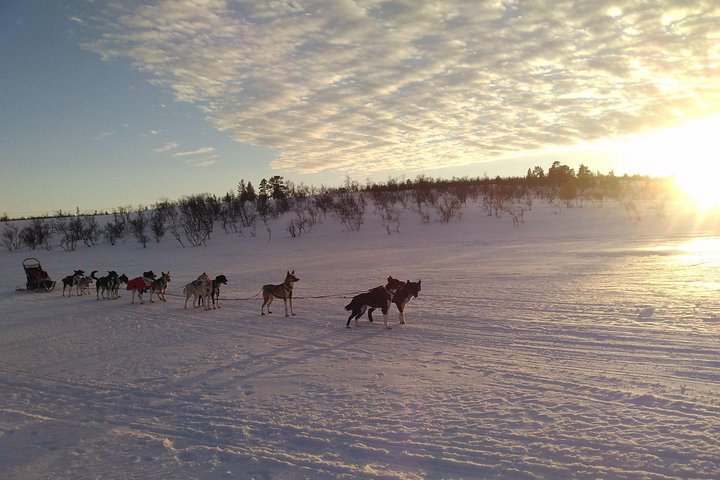 Sled trip with husky in the alta valley - Image 3