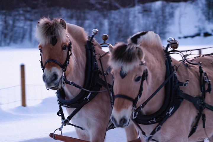 Sleigh Ride w/ snacks - Experience Arctic Farm Life - Image 4