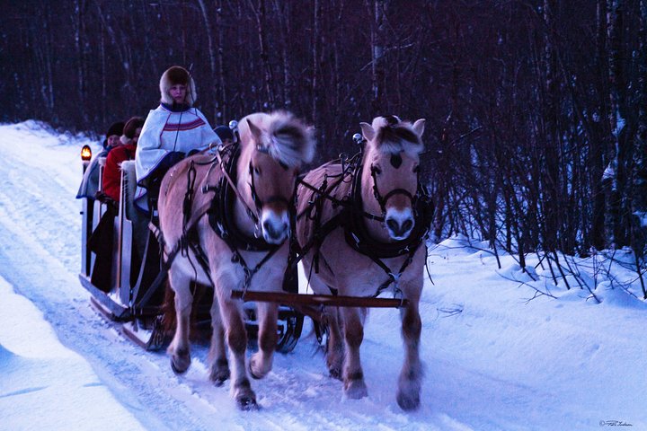 Sleigh Ride w/ snacks - Experience Arctic Farm Life - Image 3