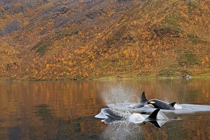 Whale Watching Experience in Altafjord - Image 4