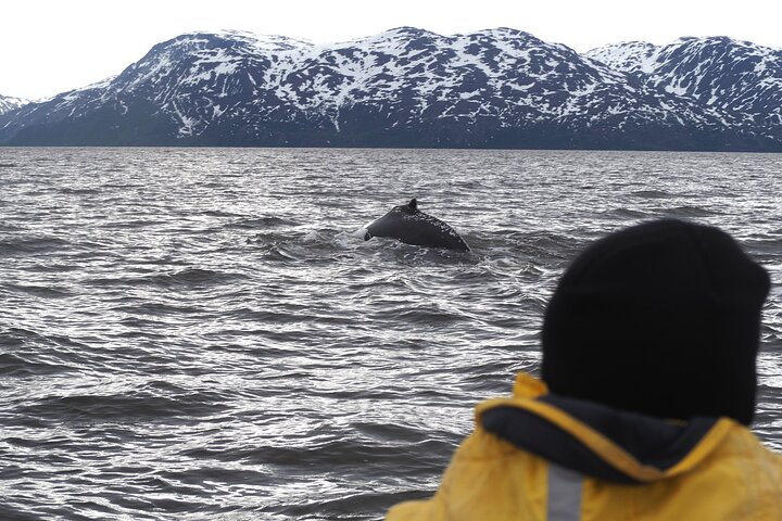 Whale Watching Experience in Altafjord - Image 1