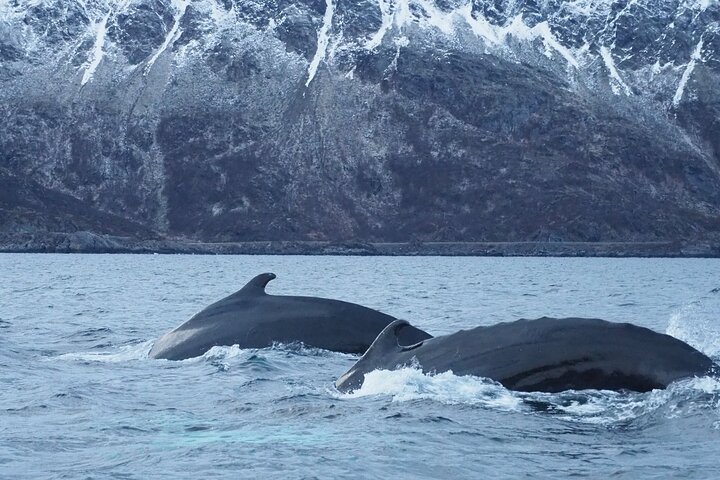 Whale Watching Experience in Altafjord - Image 5
