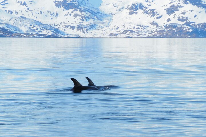 Whale Watching Experience in Altafjord - Image 2