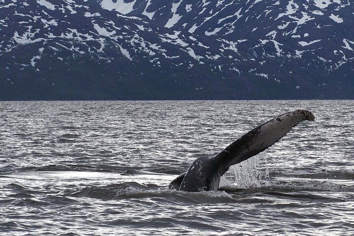 Whale Watching Experience in Altafjord - Image 3