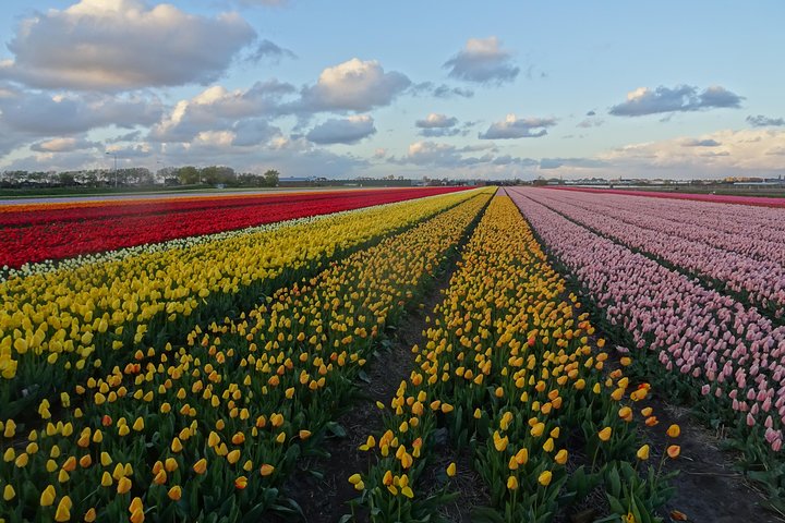4 hours Private Tour of the flourishing flowerfields by car or minivan  - Image 4
