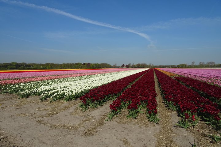 4 hours Private Tour of the flourishing flowerfields by car or minivan  - Image 3