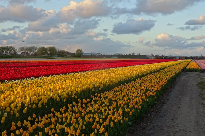 4 hours Private Tour of the flourishing flowerfields by car or minivan  - Image 5