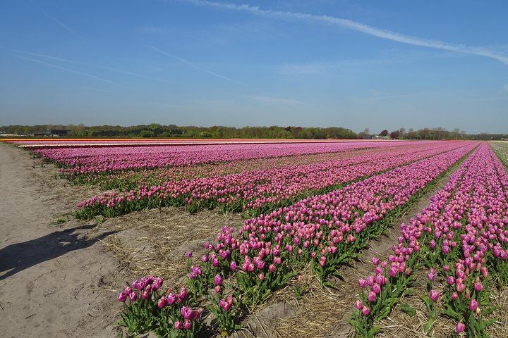 4 hours Private Tour of the flourishing flowerfields by car or minivan  - Image 2