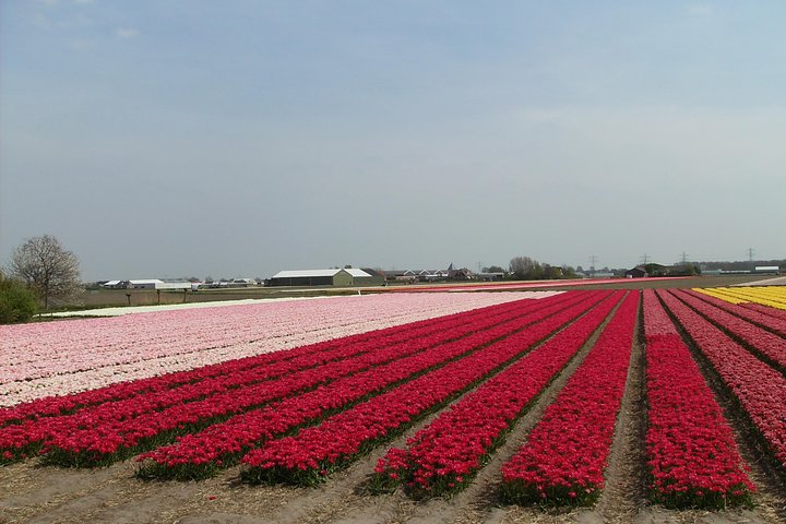 4 hours private tour to the famous colourfull flower fields from Amsterdam - Image 5