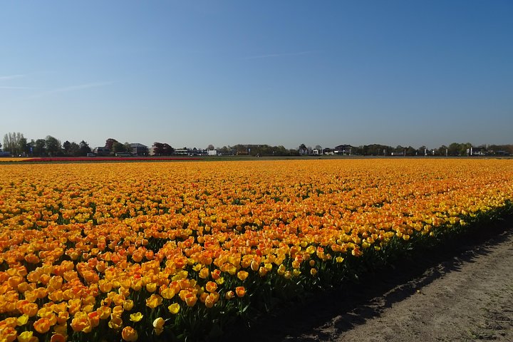 4 hours private tour to the famous colourfull flower fields from Amsterdam - Image 2