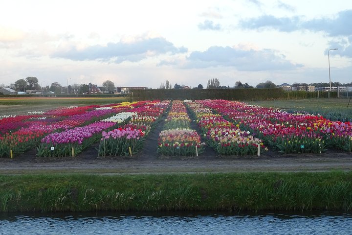 4 hours private tour to the famous colourfull flower fields from Amsterdam - Image 4