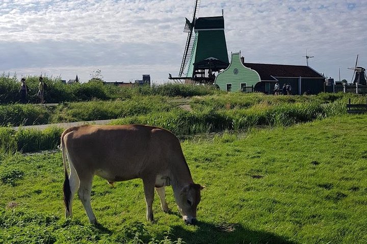Amsterdam City & Countryside Tour: The Best of both Worlds - Image 1