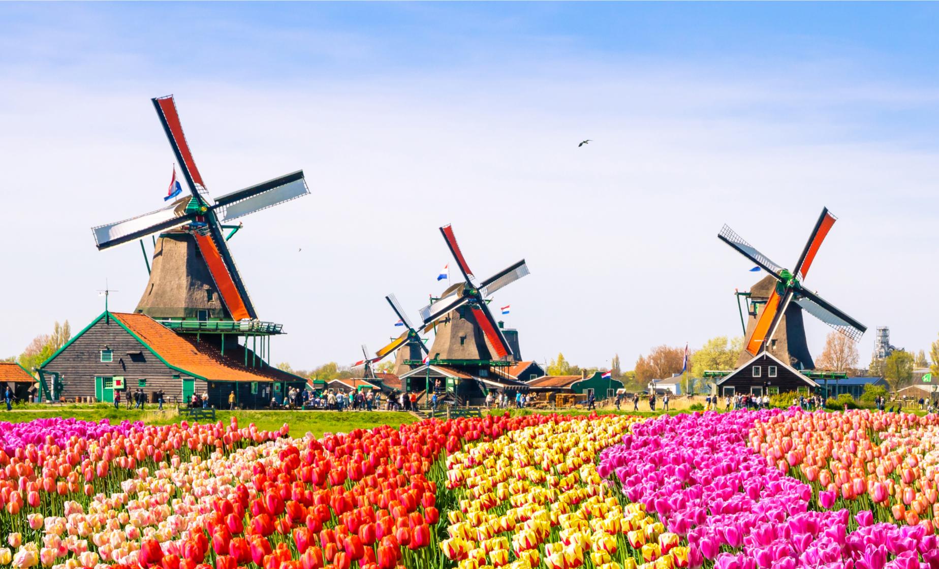 Dutch Countryside and Tulips - Image 1