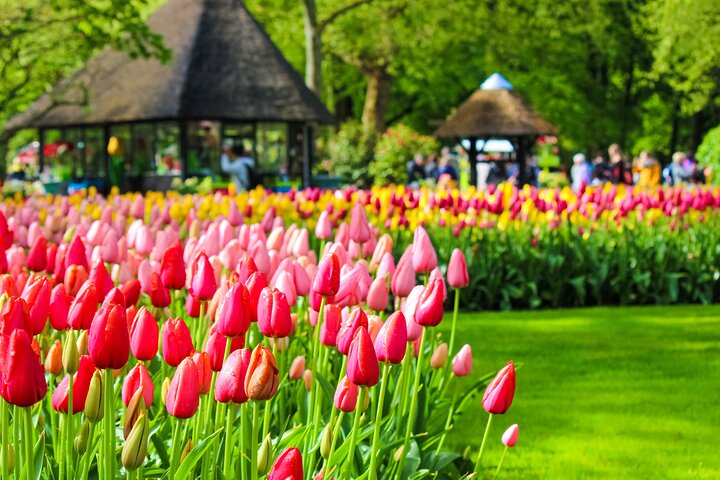 Fast Track Keukenhof Gardens from Amsterdam by Private Car - Image 5