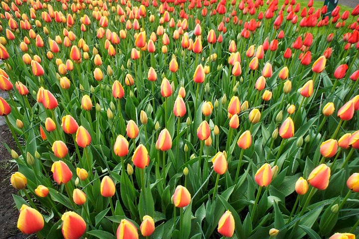 Keukenhof 2024 Private Floral Tour - Image 5