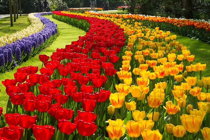 Keukenhof 2024 Private Floral Tour - Image 1