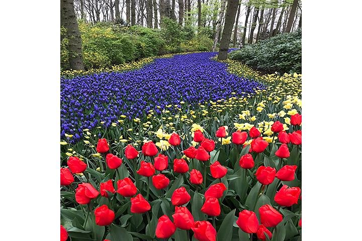 Keukenhof 2024 Private Floral Tour - Image 3