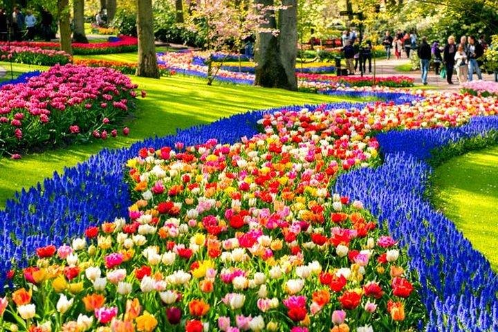 Millions of Flowers in Bloom: Keukenhof and Flower Fields - Image 1