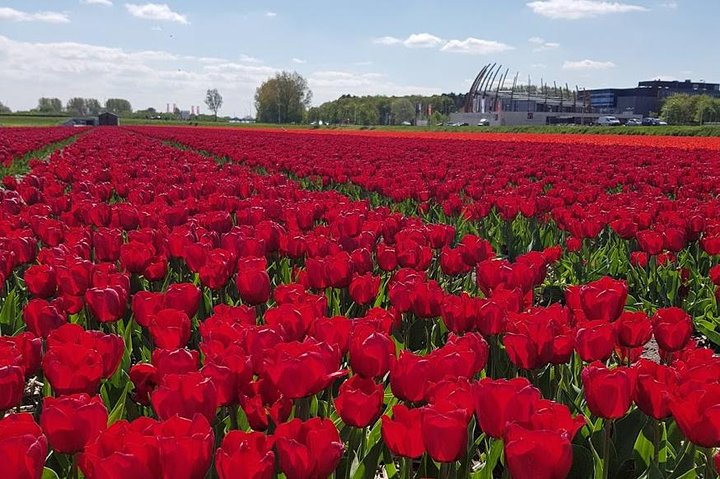 Millions of Flowers in Bloom: Keukenhof and Flower Fields - Image 2